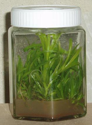Flacon de culture in vitro