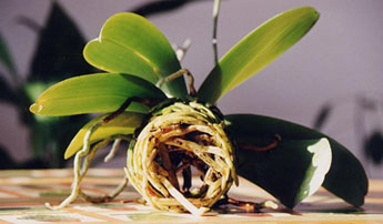 Phalaenopsis Orchidée : phalaenopsis