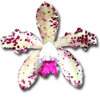 Association régionale Orchidée 75
