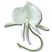 Echanges Orchidophiliques