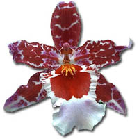 Association régionale Orchidée Languedoc