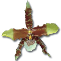 Association régionale Orchidée 77