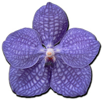 Association régionale Orchidée 60
