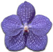 Association régionale Orchidée 60